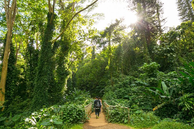 Manoa Waterfall Hike with Waikiki Pickup & Healthy Lunch - Pickup from Waikiki at 9:00, then straight into Manoa Valley