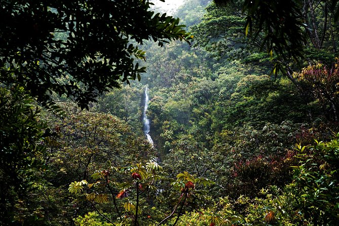 Manoa Waterfall Hike with Waikiki Pickup & Healthy Lunch - Should you book this Manoa Waterfall hike with Waikiki pickup?