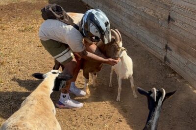 Mini ATVs and Farm Animal Experience - Mini ATVs and Farm Animals: The family-friendly format that actually makes sense