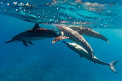 North Shore Oahu Snorkeling Tour - The 2-hour flow: from the boat to your best snorkeling window
