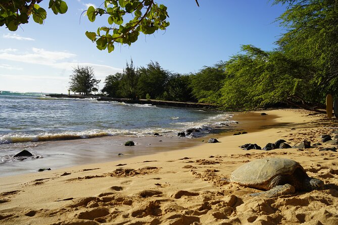 North Shore Surfing Lessons Oahu Hawaii - Value Check: Is $120 Worth It on Oahu?