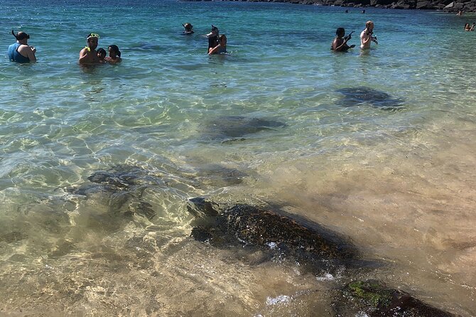 North Shore / Waimea, Falls Day & Swim with Turtles - Coffee, chocolate, and local vendors on the North East end of Oahu
