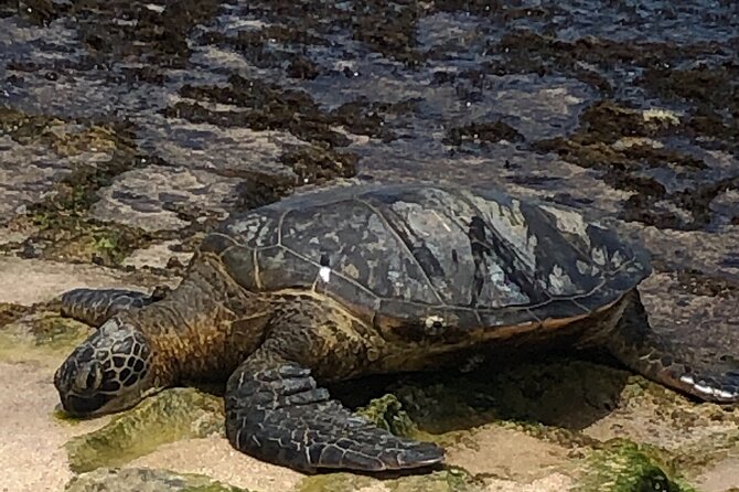 North Shore / Waimea, Falls Day & Swim with Turtles - The guide and Sandy: why the tone feels personal