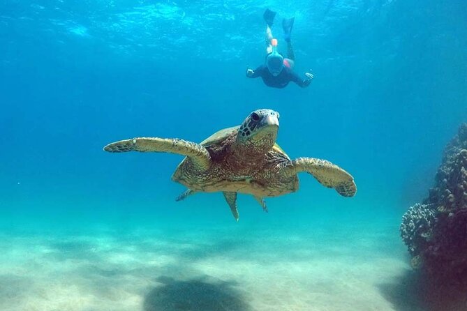 Oahu 5-in-1 Deluxe Cruise: Turtle Snorkeling & Ocean Activities - Wildlife Watching Off Waikiki: Dolphins, Whales, and Sea Life Near the Route