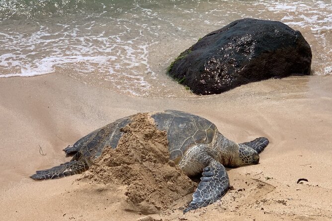 Oahu Allstar Circle Island Tour: Dole, Turtles, Blowhole, Fun - Starting in Waikiki at 7:30am: The Pace and Why It Works