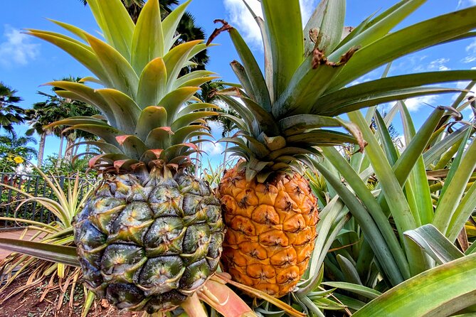 Oahu Circle Island Small Group Tour - Haleiwa Town Shave Ice and Dole Plantation: Souvenirs Plus Sweet Treats