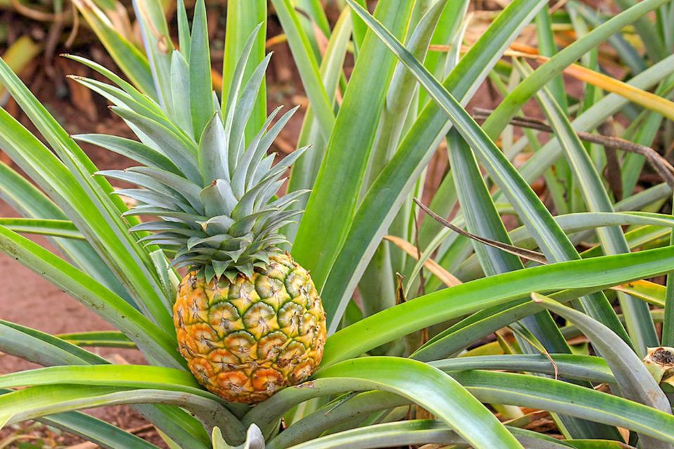 Oahu: Circle Island Top Sights Full-Day Tour w/ Local Guide - Haleiwa Town: the perfect break for shave ice and browsing