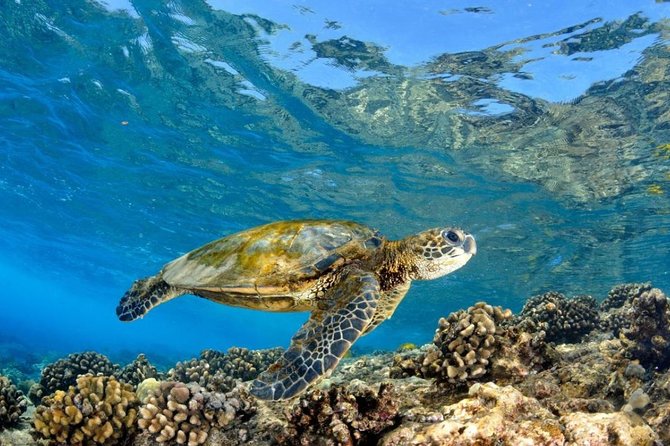 Oahu Circle Island Tour with Turtle Snorkeling— Small-Groups - Sunset Beach and the North Shore Drive: Surf Country Without the Stress