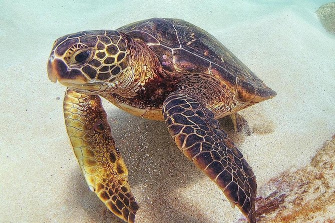 Oahu Circle Island Tour with Turtle Snorkeling— Small-Groups - Price and Value at $149: What You’re Really Paying For