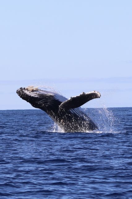 Oahu: Dolphin Swim and Turtle Snorkel Excursion in Waianae - Key reasons this Waianae cruise works so well