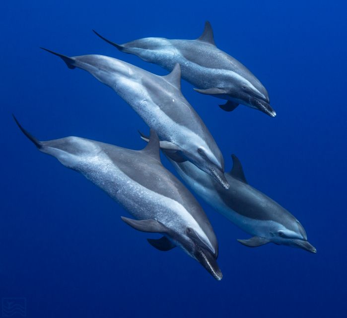 Oahu: Dolphin Swim and Turtle Snorkel Excursion in Waianae - Waianae on a 32-foot motorboat: what the day feels like