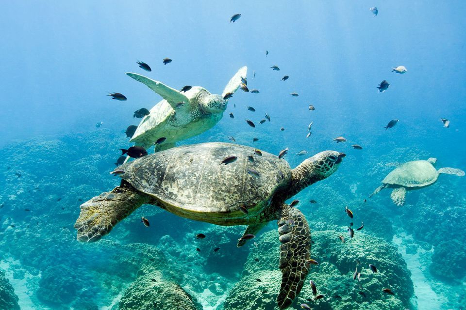 Oahu: Dolphin Swim and Turtle Snorkel Excursion in Waianae - The snorkel stops: protected bays, sea turtles, and reef fish