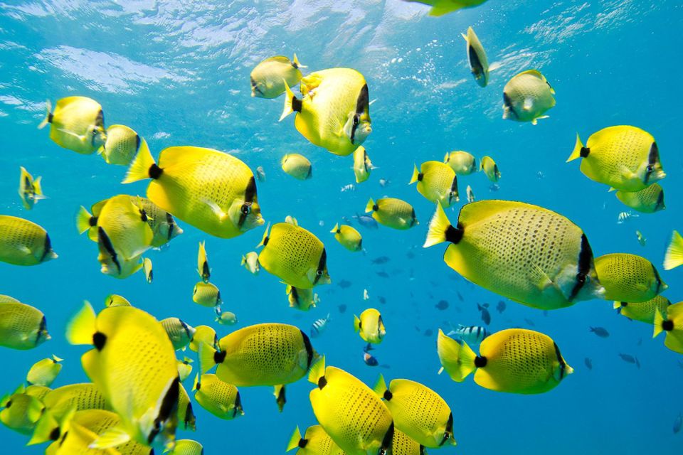 Oahu: Dolphin Swim and Turtle Snorkel Excursion in Waianae - Swimming with dolphins: what’s guaranteed and what isn’t