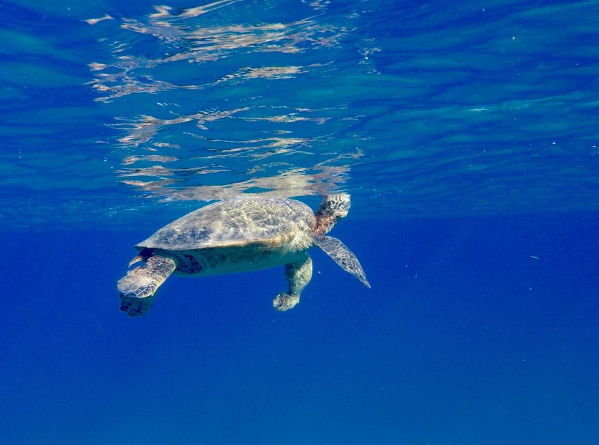 Oahu: Dolphin Swim and Turtle Snorkel Excursion in Waianae - Included extras that quietly make this worth the money