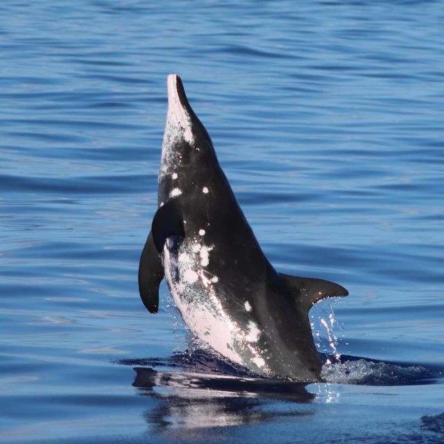 Oahu: Dolphin Swim and Turtle Snorkel Excursion in Waianae - Rules you’ll notice on the water: protecting wildlife and staying sane
