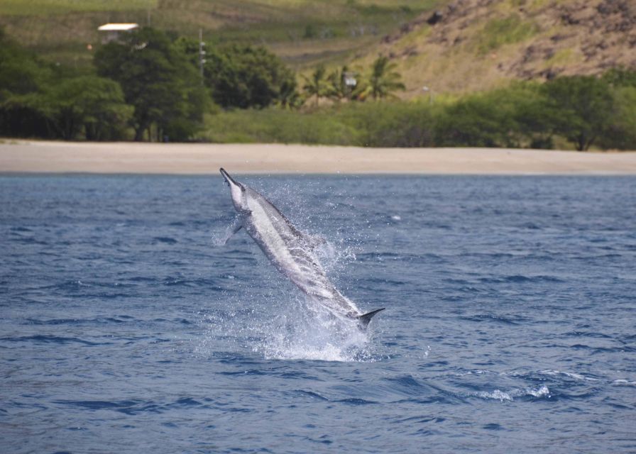Oahu: Dolphin Swim and Turtle Snorkel Excursion in Waianae - Pickup and timing: how Waikiki or Ko Olina transport shapes the day