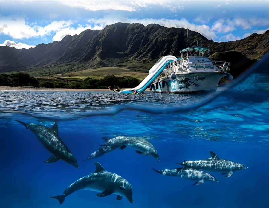 Oahu: Dolphin Watching & Turtle Snorkeling with Waterslide - Key highlights I’d plan around