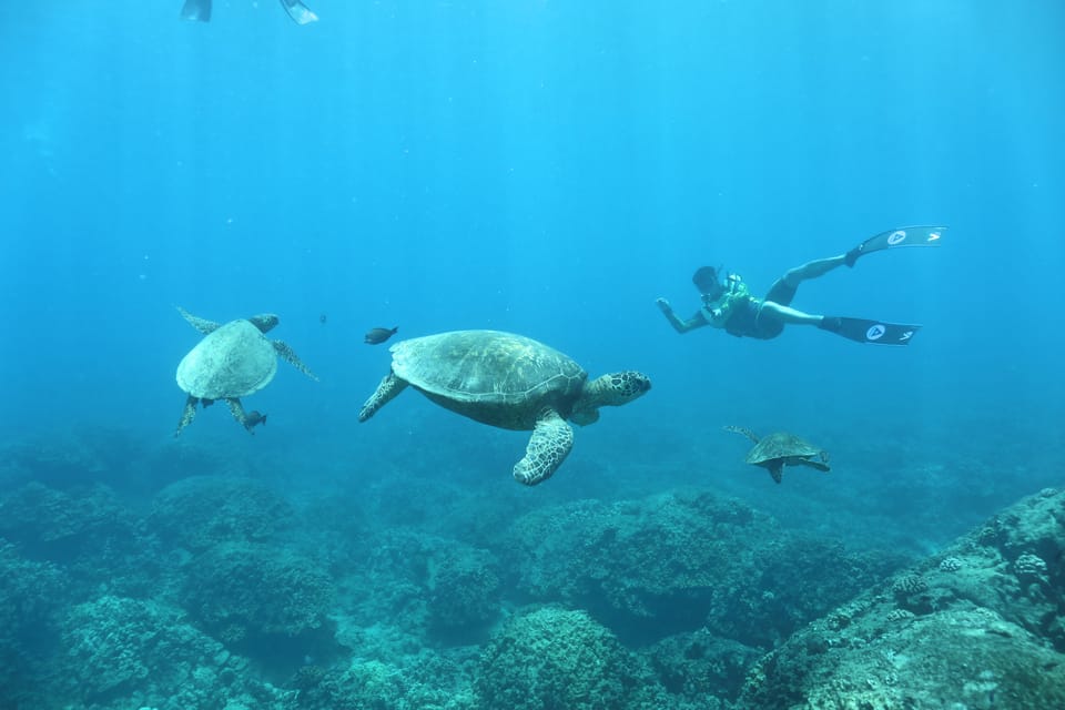 Oahu: Dolphin Watching & Turtle Snorkeling with Waterslide - Who should book this, and who should skip it