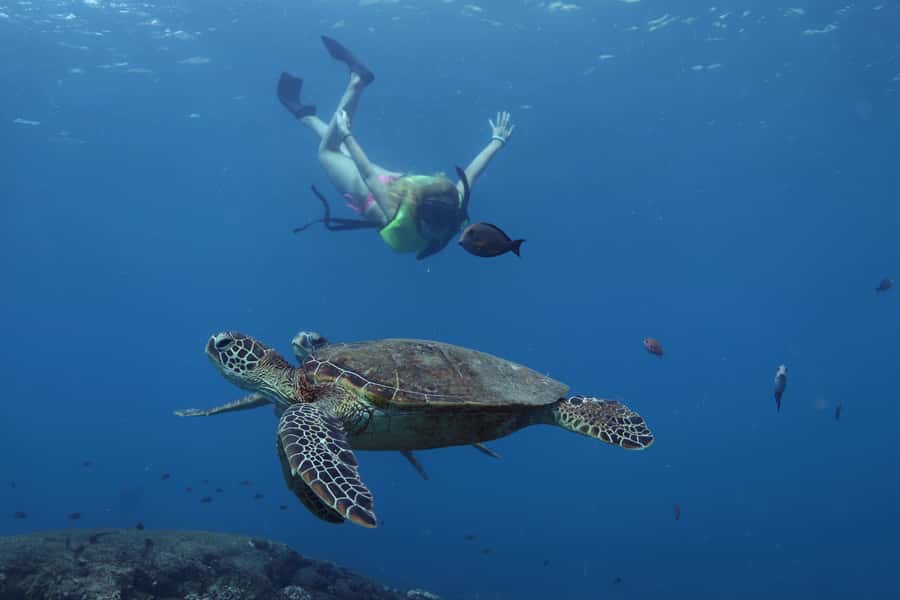 Oahu: Dolphin Watching & Turtle Snorkeling with Waterslide - Snorkeling for honu: what the water time really offers