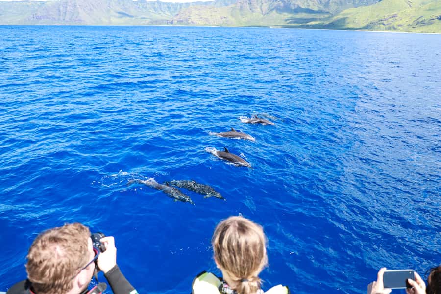 Oahu: Dolphin Watching & Turtle Snorkeling with Waterslide - Culture and lunch: hula show without the awkward timing