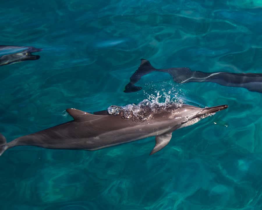 Oahu: Dolphin Watching & Turtle Snorkeling with Waterslide - Setting out from Oahu’s west coast: chant, safety, then spinner dolphins