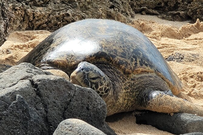 Oahu Fun Circle Island Tour With Pickup - Key highlights to pay attention to