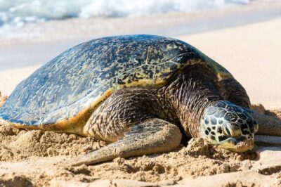 Oahu: Grand Tour Around Island 16 Locations plus Snorkeling - Diamond Head to Halona Blowhole: The Fast Photo Hits