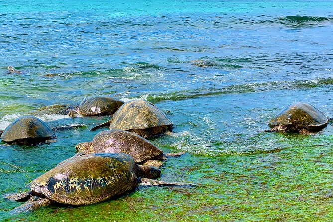Oahu Guided Circle Island Tour, Swim w/ Turtles, Dole, Blowhole - Fumi’s Kahuku Shrimp lunch and Kahuku fruit stands