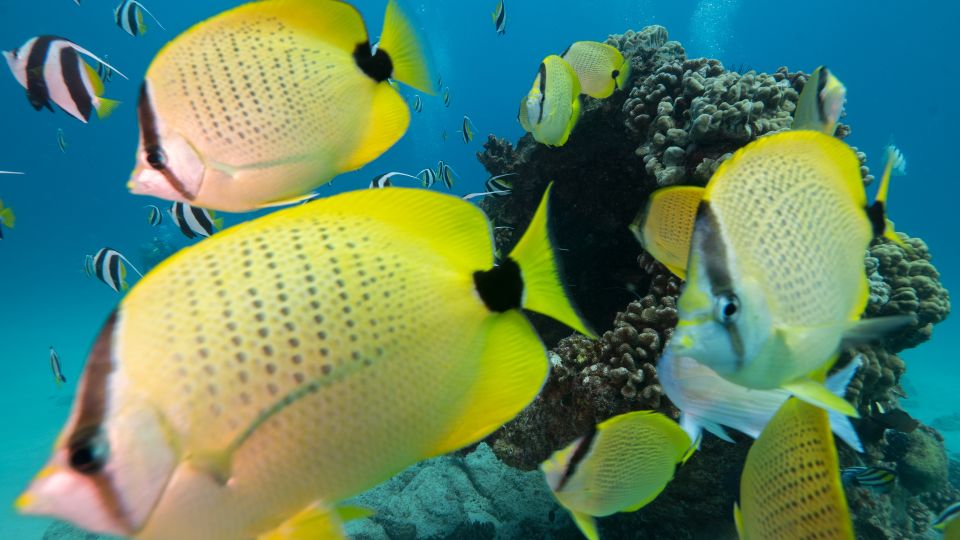 Oahu: Honolulu Turtle Canyon Snorkeling Tour - Key Things That Make This Turtle Canyon Tour Worth It