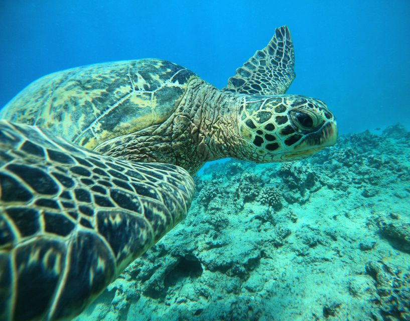 Oahu: Honolulu Turtle Canyon Snorkeling Tour - Turtle Canyon Snorkeling From Ala Moana: Fast Access, Big Scenery