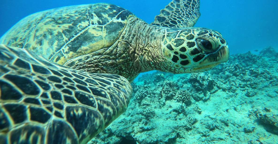 Oahu: Honolulu Turtle Canyon Snorkeling Tour - The Boat Ride: Waikiki Views Plus Turtle Canyon Momentum