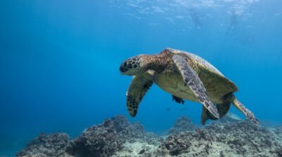 Oahu: Honolulu Turtle Canyon Snorkeling Tour - Check-In and the Start of Your Snorkel Day