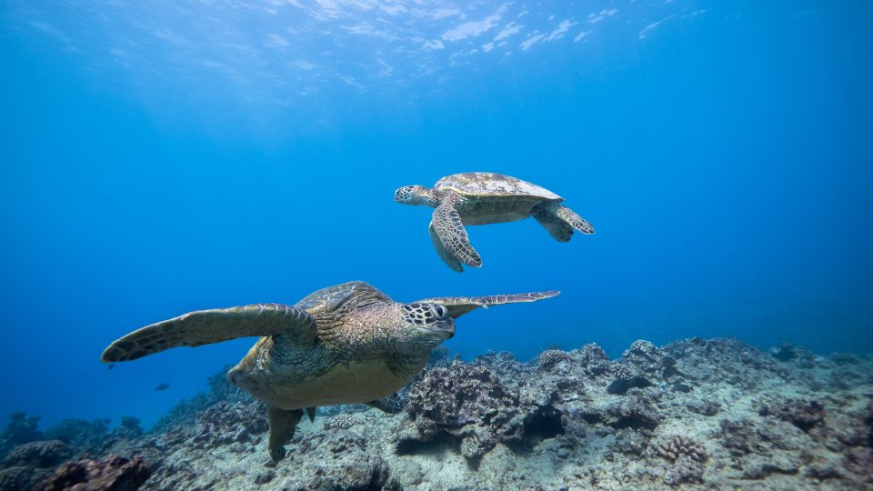 Oahu: Honolulu Turtle Canyon Snorkeling Tour - Snorkeling the Reef: Green Sea Turtles Without Chaos