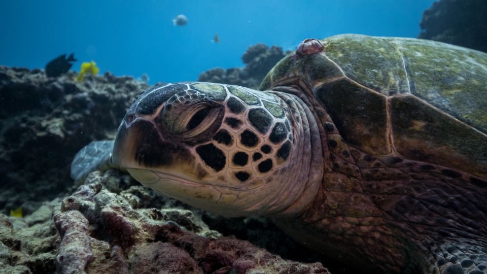 Oahu: Honolulu Turtle Canyon Snorkeling Tour - Panoramic Underwater Wildlife: More Than Just Turtles