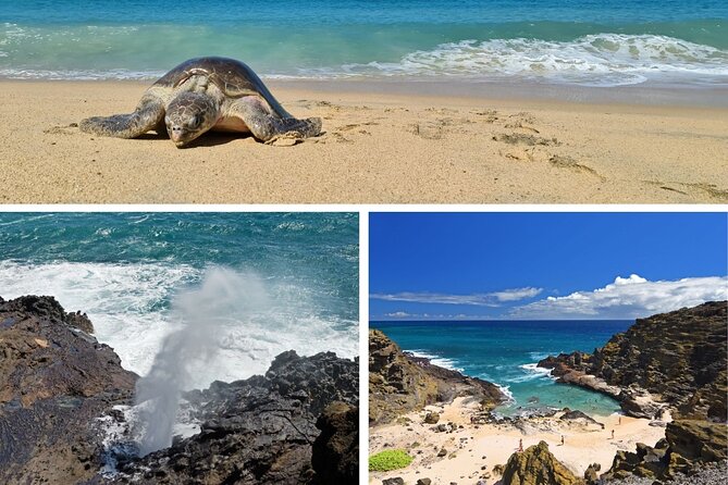 Oahu Island Tour: 13 ppl Max, Snorkel at Turtle Beach + Lunch - A 7:00am Start That Covers Oahu’s Biggest Hits