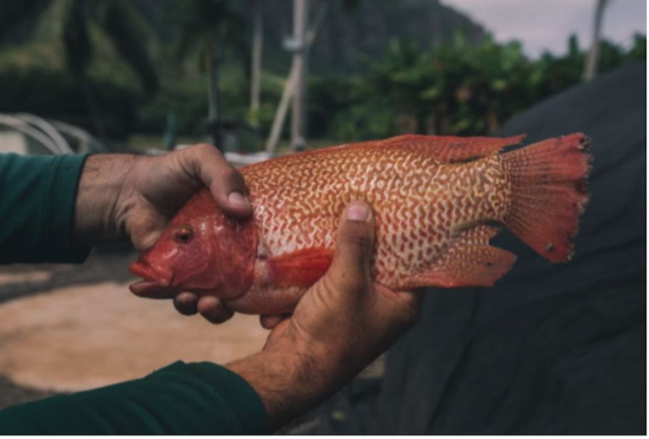 Oahu: Kualoa Movie Sites, Jungle, and Buffet Tour Package - Price and logistics: what $173 buys you (and what to watch)