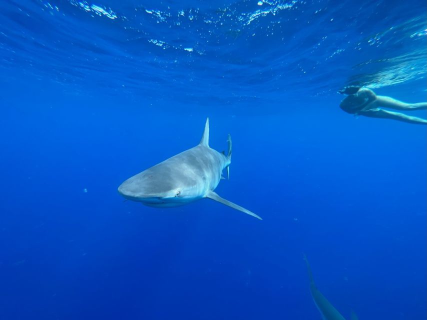 Oahu: North Shore Cageless Shark Snorkeling Tour - Key highlights that matter