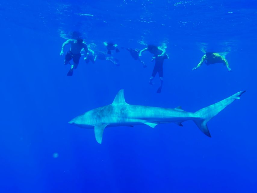 Oahu: North Shore Cageless Shark Snorkeling Tour - Cageless North Shore snorkeling: what makes it different