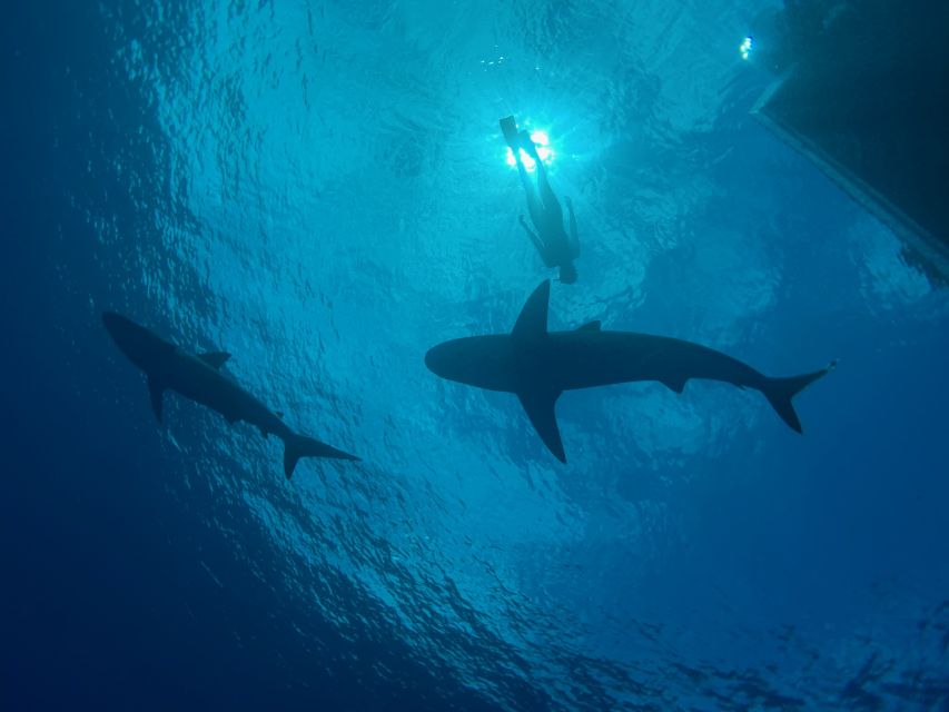 Oahu: North Shore Cageless Shark Snorkeling Tour - Safety diver and small group rules that keep you calm