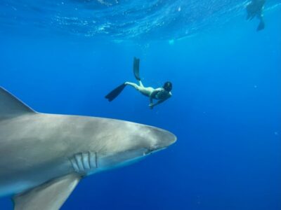 Oahu: North Shore Cageless Shark Snorkeling Tour - Island View Hawaii to Haleiwa: the ride and first briefing