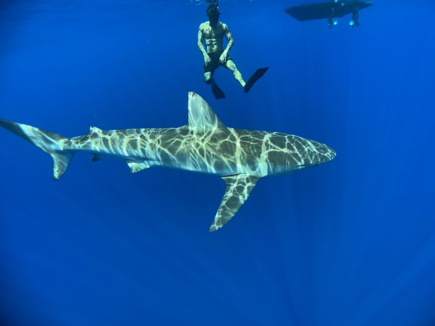 Oahu: North Shore Cageless Shark Snorkeling Tour - Sharks you can plan for: species and what close contact feels like