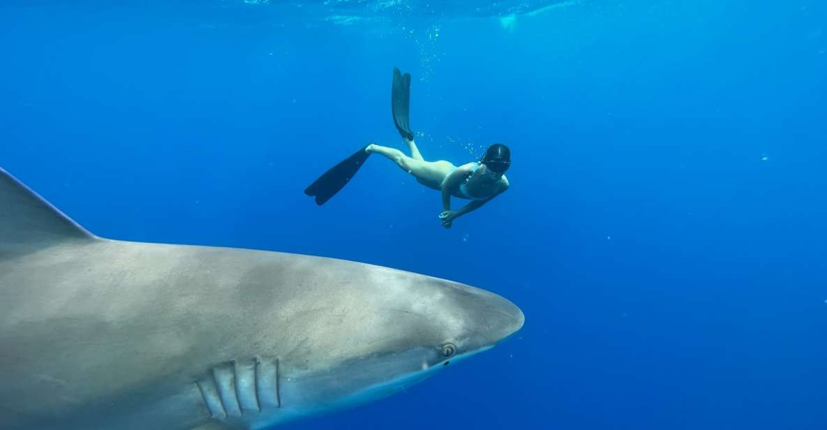 Oahu: North Shore Cageless Shark Snorkeling Tour - Gear, photos, and how to pack for a wet morning