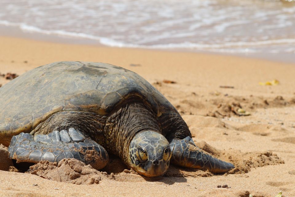 Oahu: Oahu Ultimate Grand Circle Island Tour - The Real Point of a Grand Circle Day: Fewer Drives, More Meaning