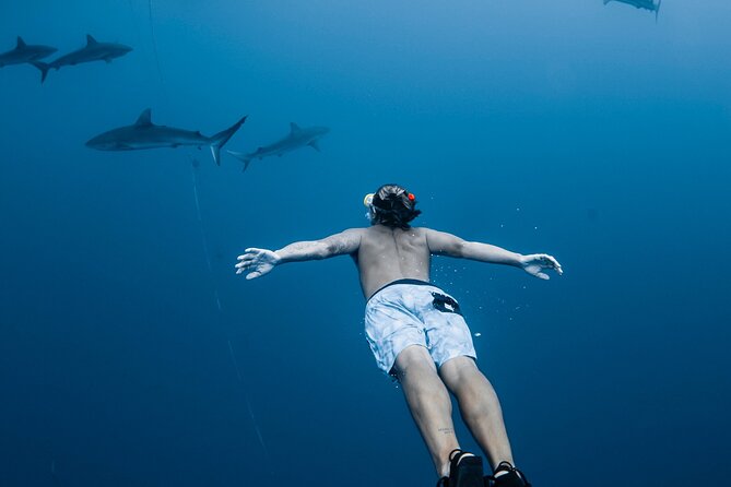 Oahu Open Water Shark Diving Experience - Quick Key Points Before You Go