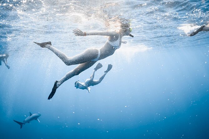 Oahu Open Water Shark Diving Experience - First, Know What You’re Booking: Open-Water Shark Encounter