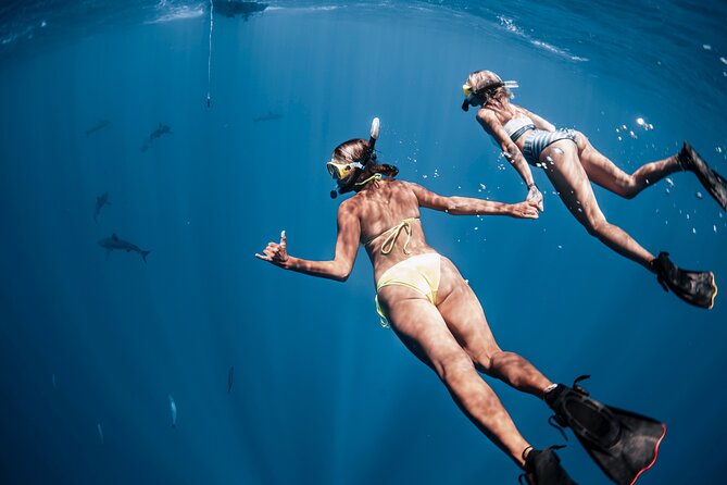 Oahu Open Water Shark Diving Experience - What the Water Time Feels Like (and Why People Relax)