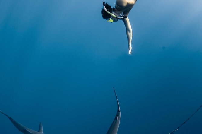 Oahu Open Water Shark Diving Experience - Sharks You Might See: Multiple Species, Real Close Encounters