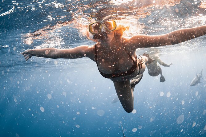 Oahu Open Water Shark Diving Experience - Gear, Safety, and the Crew Names to Watch For
