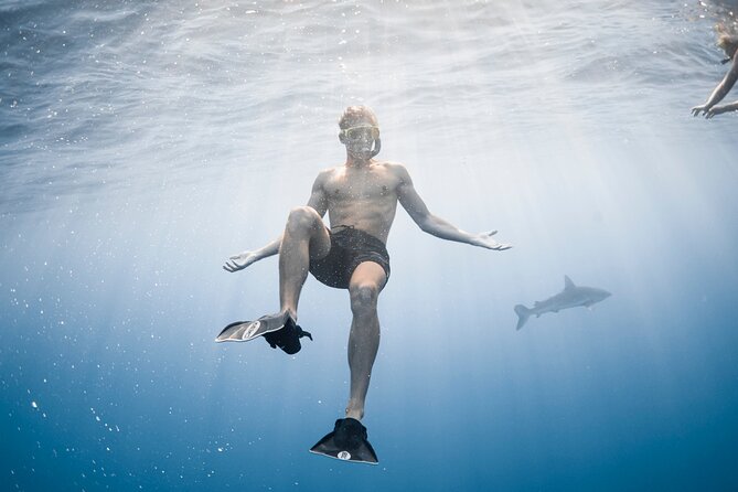 Oahu Open Water Shark Diving Experience - Price and Logistics: When It’s Worth It and When to Be Flexible