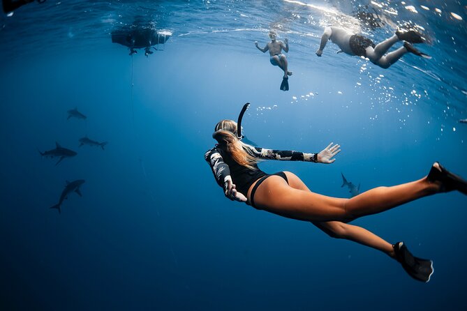 Oahu Open Water Shark Diving Experience - Who Should Book This Oahu Shark Encounter?